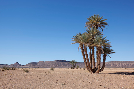 Plants - The Sahara desertNorthern Africa
